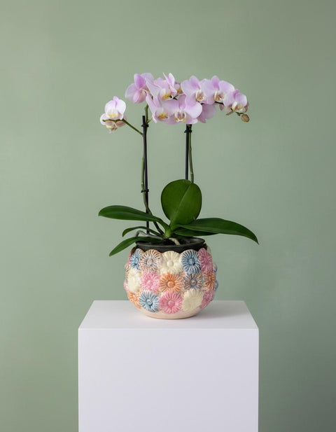 PAKKET - Orchidee