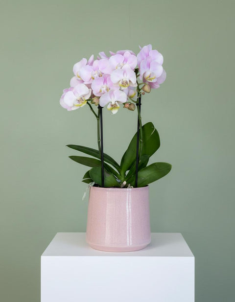 PAKKET - Orchidee
