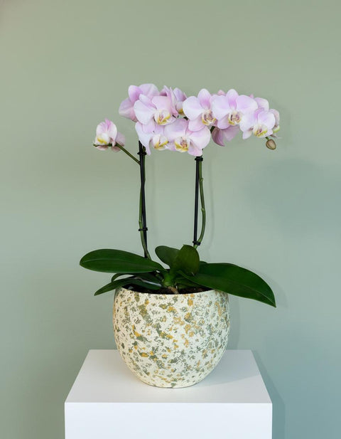 PAKKET - Orchidee