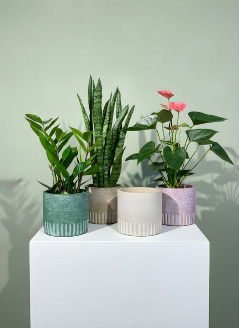 PAKKET - Kamerplant in bijpassende pot