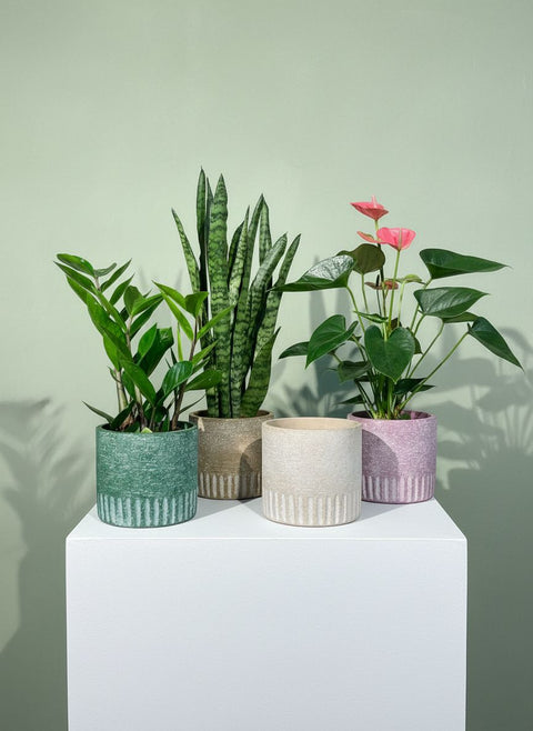 PAKKET - Kamerplant in bijpassende pot