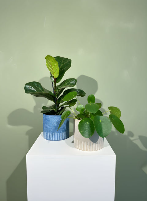 PAKKET - Kamerplant in bijpassende pot