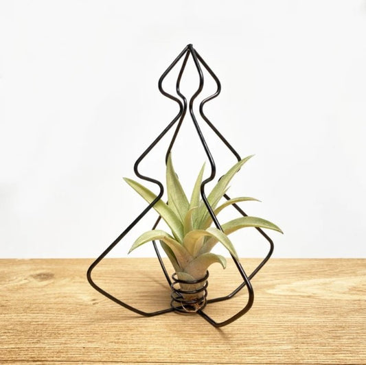 LUCHTPLANT - Tillandsia X-mas Tree (zwart)