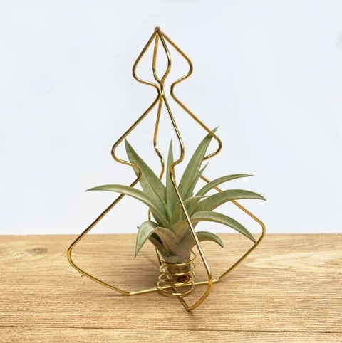 LUCHTPLANT - Tillandsia X-mas Tree (zwart)