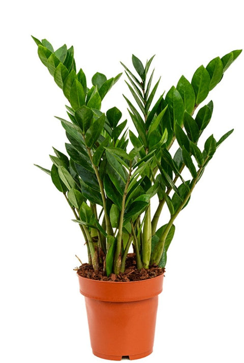 PAKKET - Kamerplant in bijpassende pot