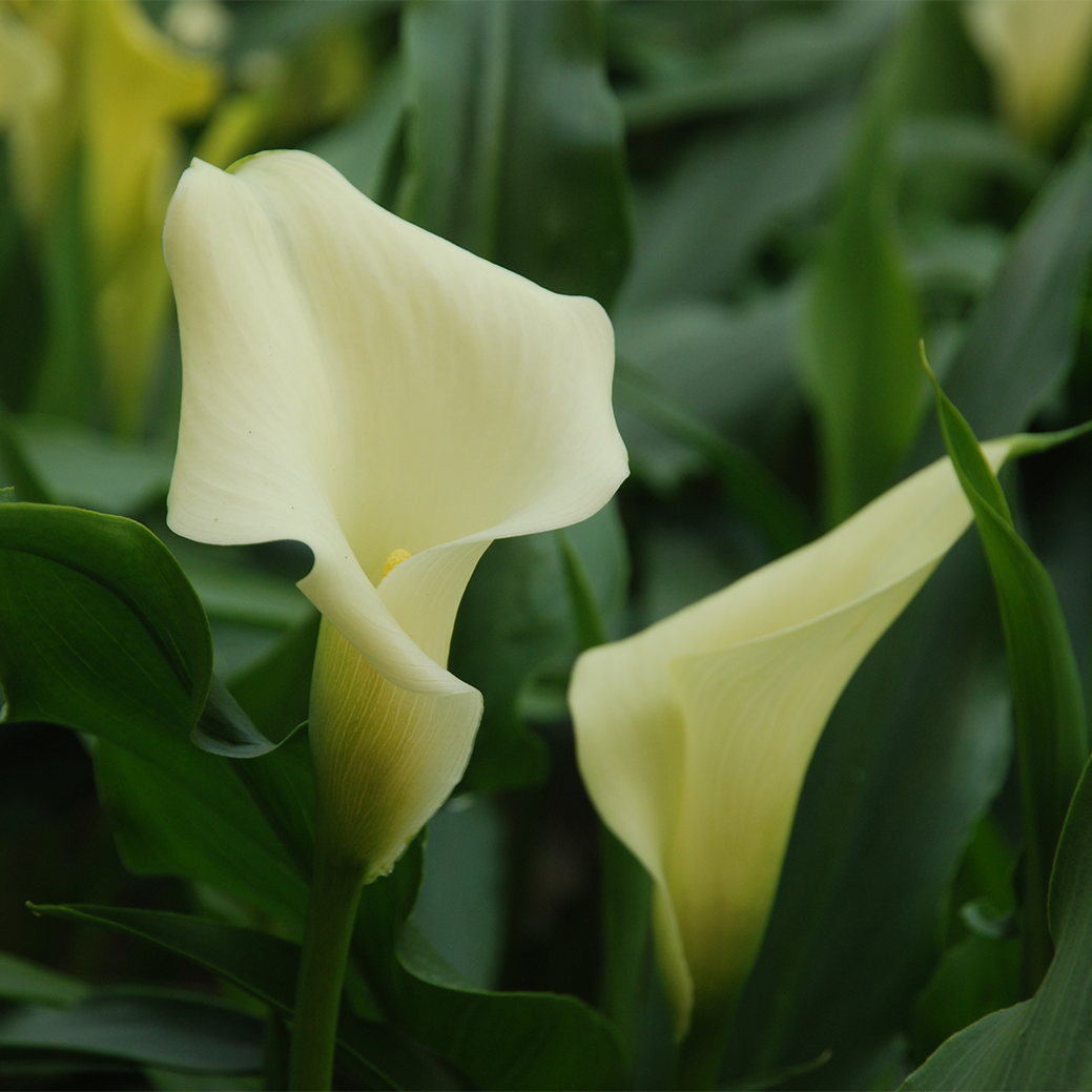 VERSE BLOEMEN -  LOS - Calla's