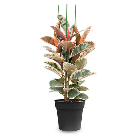 KAMERPLANT - Ficus Elastica (rubberboom)