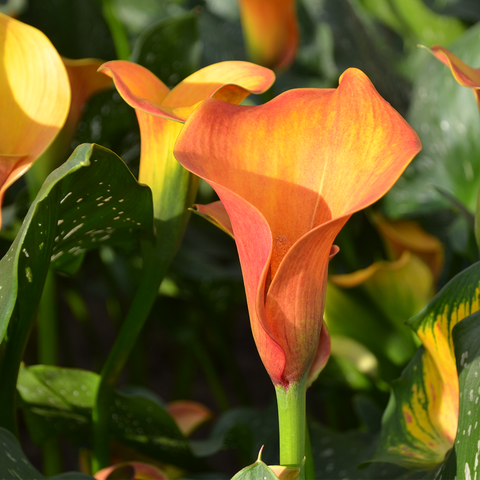 VERSE BLOEMEN -  LOS - Calla's