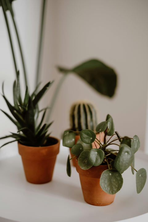 TERRACOTTA - Conische terracotta potten