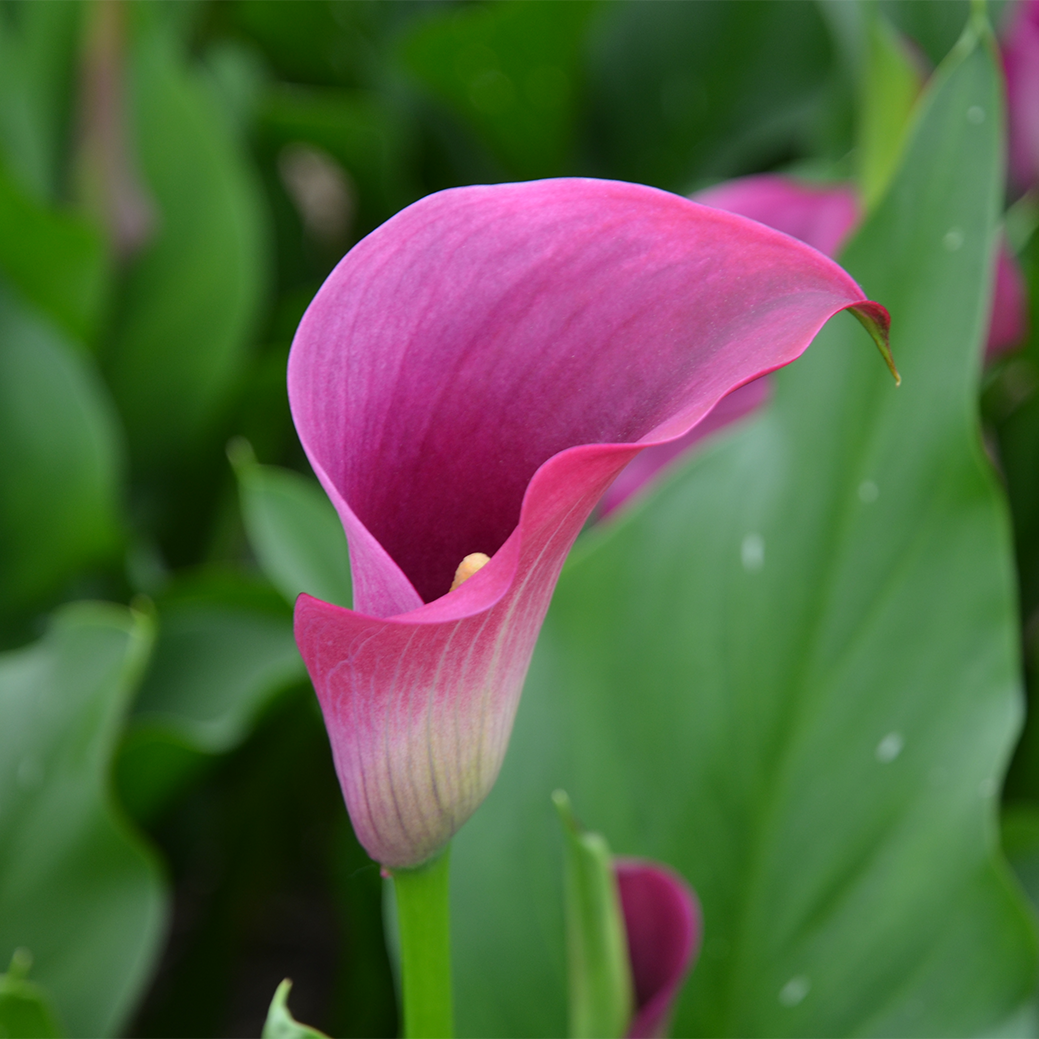 VERSE BLOEMEN -  LOS - Calla's