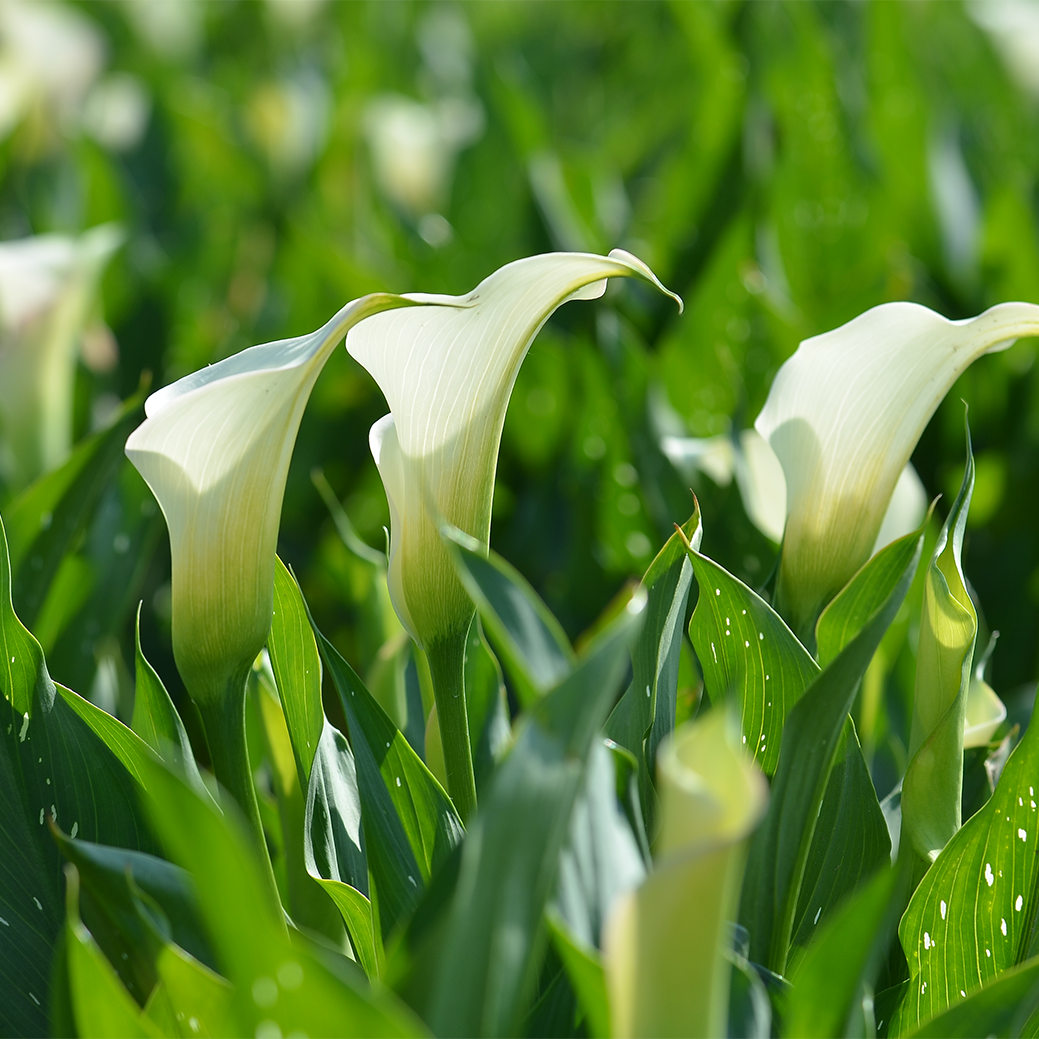 VERSE BLOEMEN -  LOS - Calla's