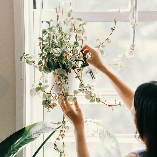 26/04 - 5 JAAR DE STEK: Workshop planten verzorgen & verpotten voor beginners