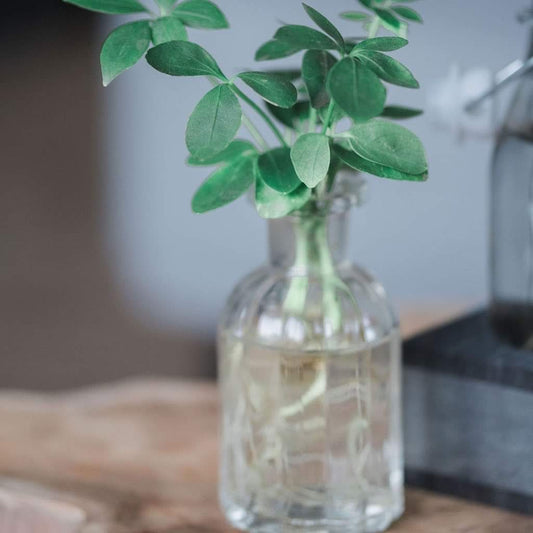 KAMERPLANT - Hydroplantjes in transparant potje
