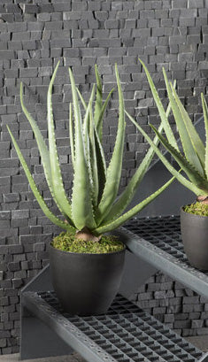 KUNSTPLANT - Aloe vera sierplant