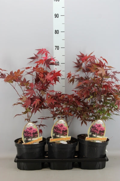 OUTDOOR - Acer Palmatum (Japanse Esdoorn)