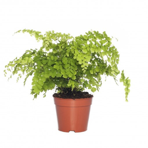 INDOOR - Adiantum raddianum (fijn venushaar)