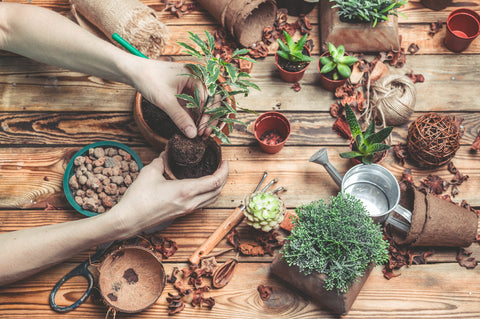 BODEM - Potgrond Cactus & Succulent