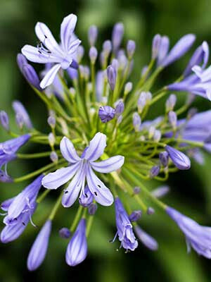 OUTDOOR - Agapanthus (Afrikaanse lelie)