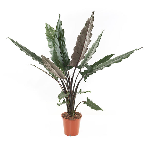 INDOOR - Alocasia Lauterbachiana (olifantsoor)