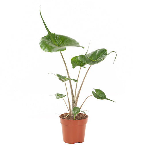 INDOOR - Alocasia Stringray (olifantsoor)