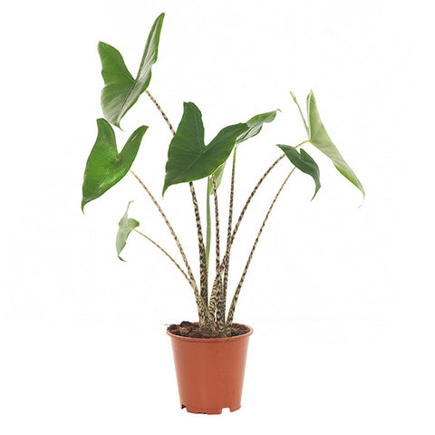 KAMERPLANT - Alocasia Zebrina (olifantsoor)