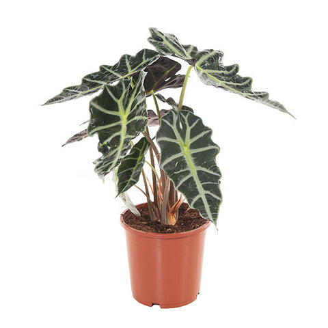 KAMERPLANT - Alocasia Amazonica (Skeletplant)