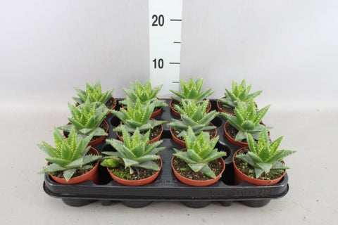 KAMERPLANT - Aloe Vera (wonderplant)