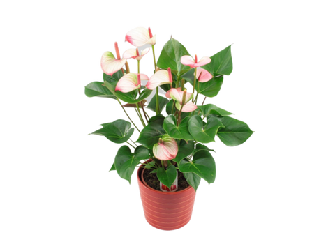 KAMERPLANT - Anthurium (flamingoplant)