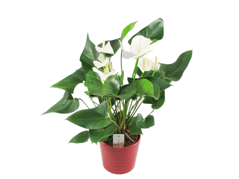 KAMERPLANT - Anthurium (flamingoplant)