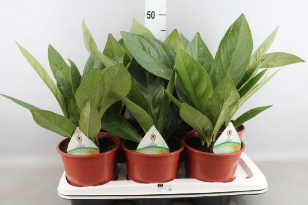 Anthurium Jungle King