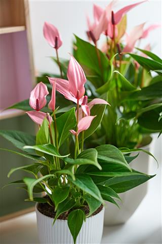 Anthurium (flamingoplant)