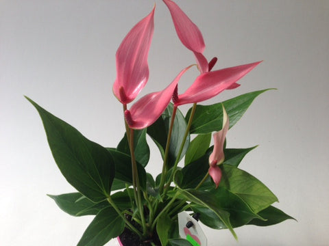 KAMERPLANT - Anthurium (flamingoplant)