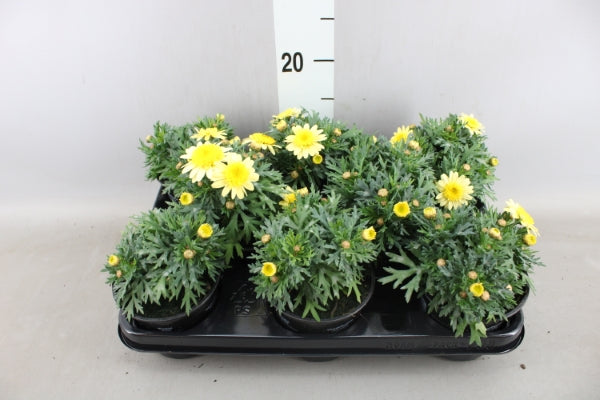 Argyranthemum Anthemis Frutescens (struikmargriet / Daisy)