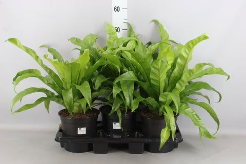 KAMERPLANT - Asplenium Antiquum (Japanse nestvaren)