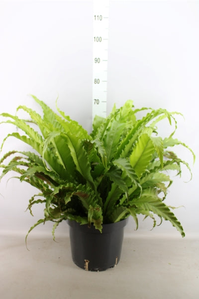 KAMERPLANT - Asplenium Antiquum (Japanse nestvaren)