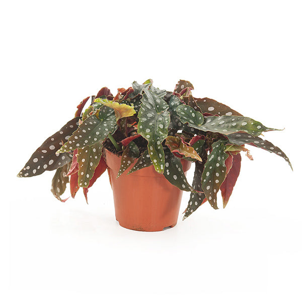 KAMERPLANT - Begonia Maculata (Stippenplant)