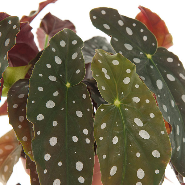 KAMERPLANT - Begonia Maculata (Stippenplant)