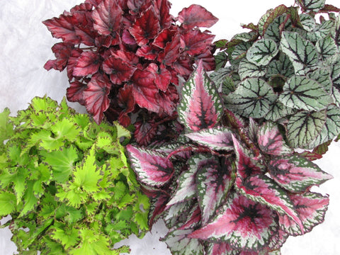 KAMERPLANT - Begonia Rex (bladbegonia)