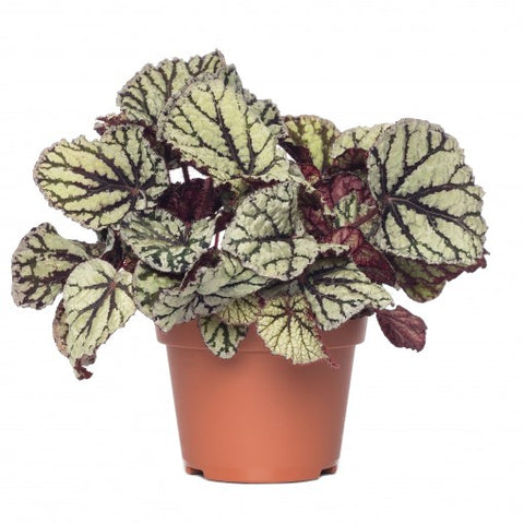 KAMERPLANT - Begonia Rex (bladbegonia)