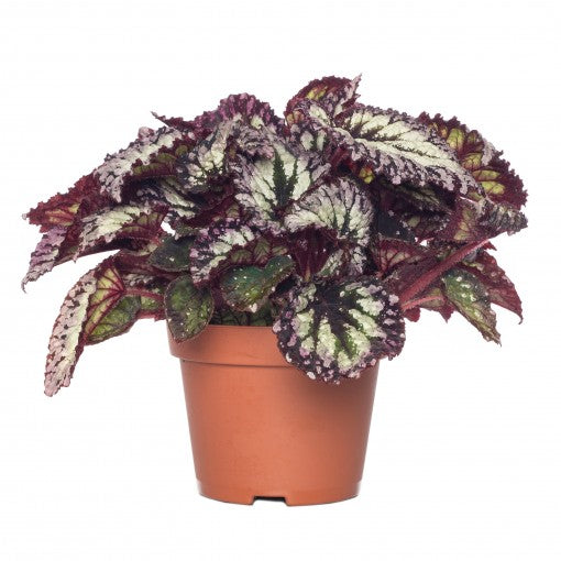 Begonia Rex (bladbegonia)