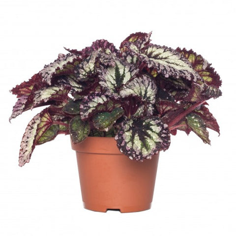 KAMERPLANT - Begonia Rex (bladbegonia)