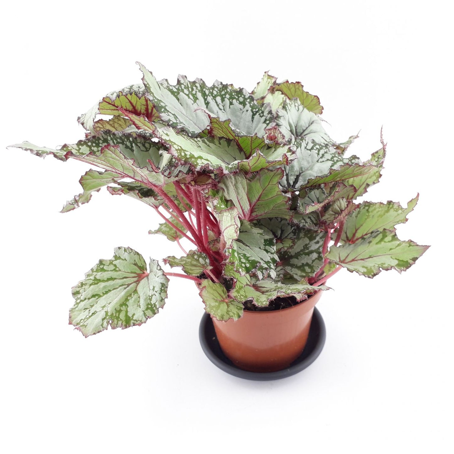 Begonia Rex (bladbegonia)