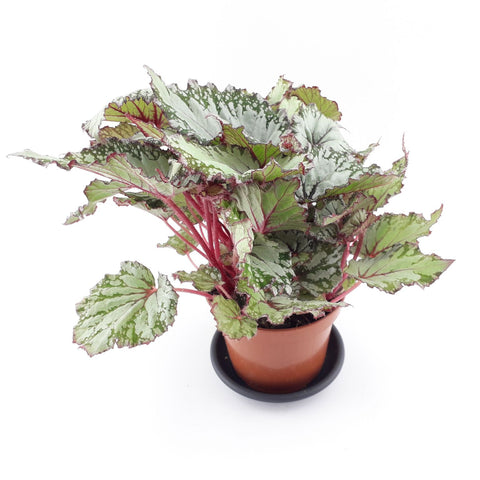 KAMERPLANT - Begonia Rex (bladbegonia)