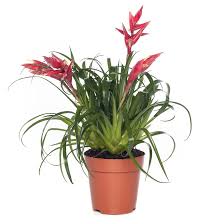 Breasy Bromelia (roze)