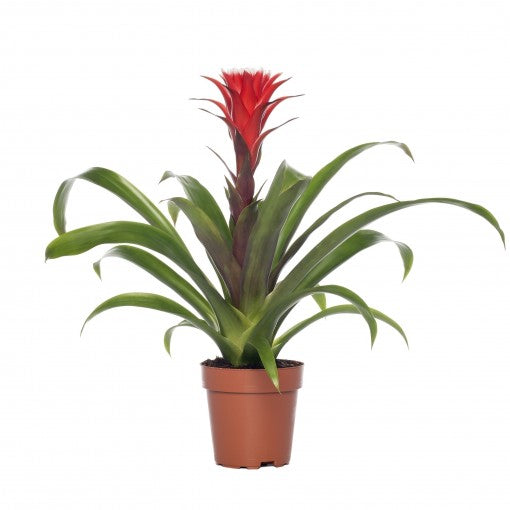 Breasy Bromelia Guzmania (knotsbromelia)