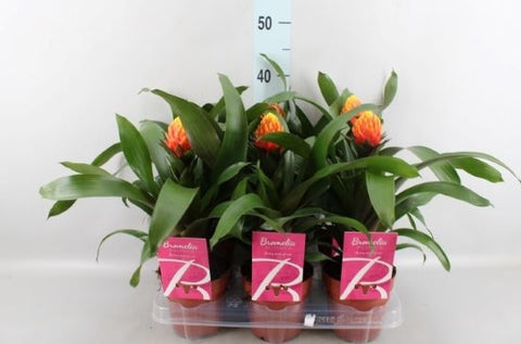 KAMERPLANT - Breasy Bromelia Guzmania (knotsbromelia)