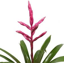 Breasy Bromelia (roze)