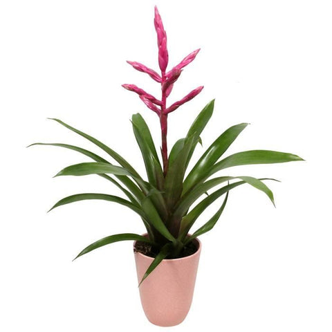 KAMERPLANT - Breasy Bromelia (roze)