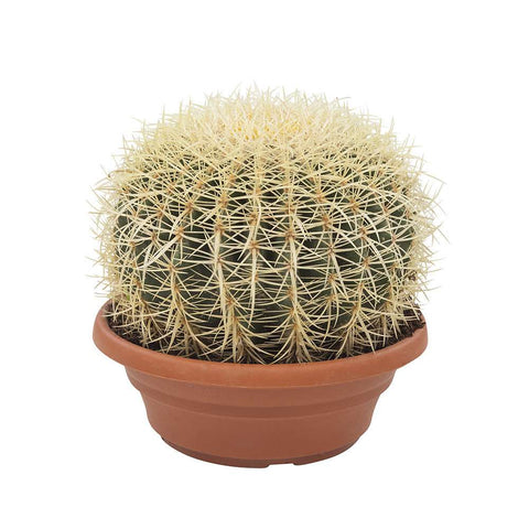 CACTUS - Echinocactus (schoonmoedersstoel)