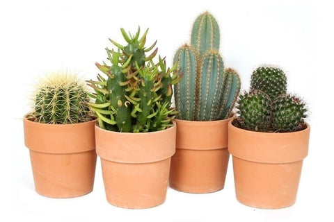 CACTUS - mini cactus